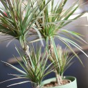 Драцена двухцветная(Dracaena Bicolor) - с доставкой по Минску - миниатюра