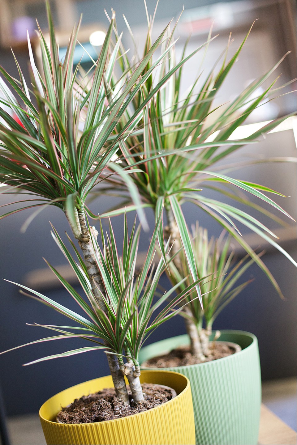 Драцена двухцветная(Dracaena Bicolor) - с доставкой по Минску