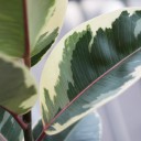 Фикус каучуконосный Эластика Тинеке (Ficus Elastica Tineke) - для женщины/молодой пары - миниатюра