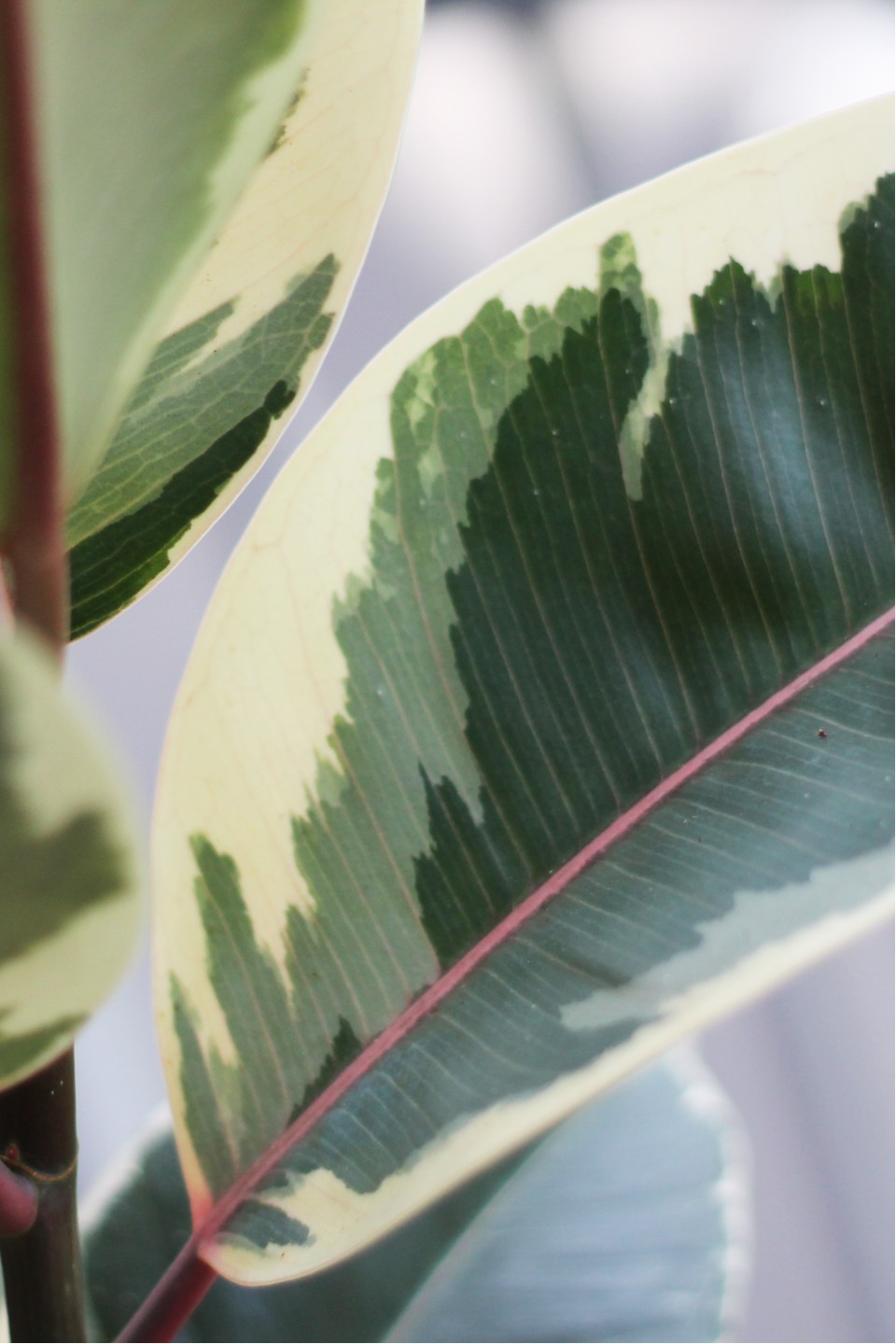 Фикус каучуконосный Эластика Тинеке (Ficus Elastica Tineke) - для женщины/молодой пары