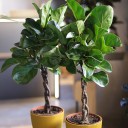 Фикус Лирата на штамбе (Ficus Lyrata) 70 см - миниатюра