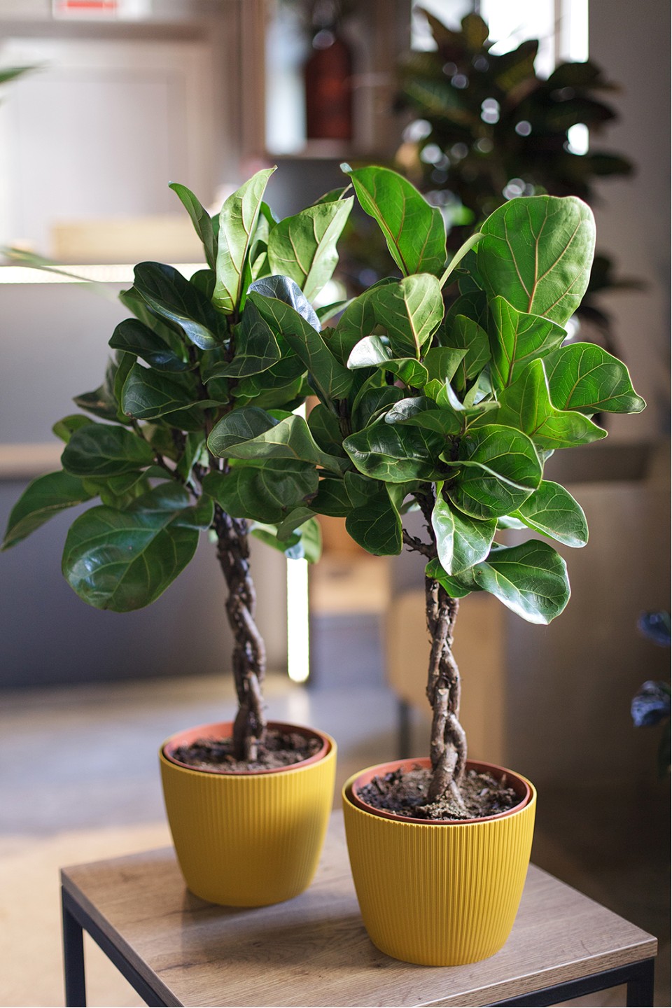 Фикус Лирата на штамбе (Ficus Lyrata) 70 см