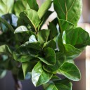 Фикус Лирата на штамбе (Ficus Lyrata) 70 см - с доставкой по Минску - миниатюра