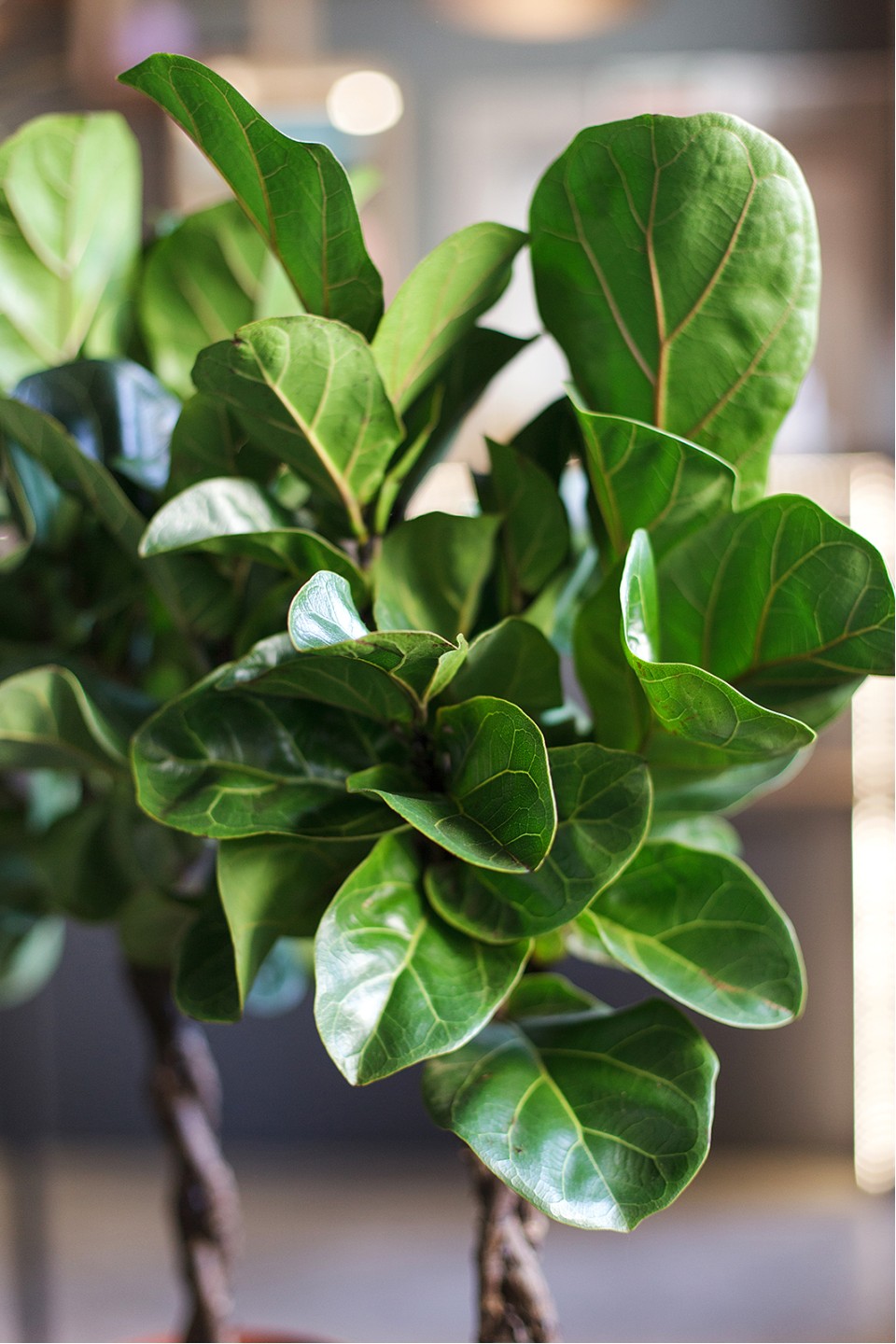 Фикус Лирата на штамбе (Ficus Lyrata) 70 см - с доставкой по Минску