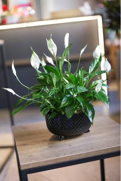 Спатифиллум в керамике (Spatiphyllum) 35 см