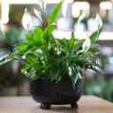 Спатифиллум в керамике (Spatiphyllum) 35 см - с добавлением зелени - миниатюра 