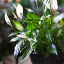 Спатифиллум в керамике (Spatiphyllum) 35 см - подарочное оформление - миниатюра