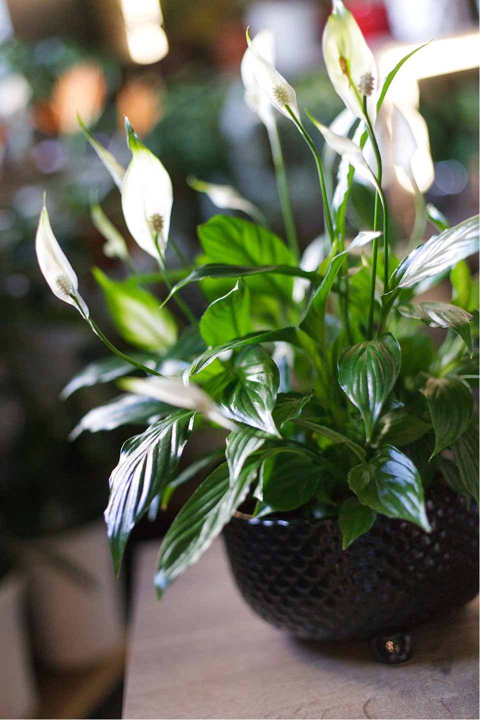 Спатифиллум в керамике (Spatiphyllum) 35 см - подарочное оформление