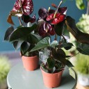 Антуриум бордовый (Anthurium) 70 см - миниатюра