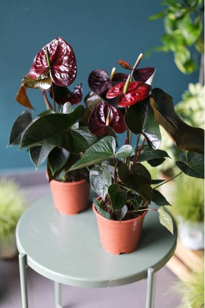 Антуриум бордовый (Anthurium) 70 см