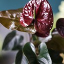Антуриум бордовый (Anthurium) 70 см - подарочное оформление - миниатюра