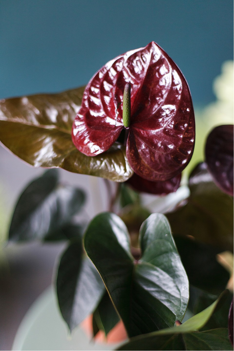 Антуриум бордовый (Anthurium) 70 см - подарочное оформление