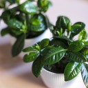 Гардения (Gardenia) - быстрая доставка в Минске - миниатюра