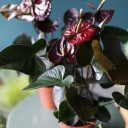 Антуриум бордовый (Anthurium) 70 см - с доставкой по Минску - миниатюра