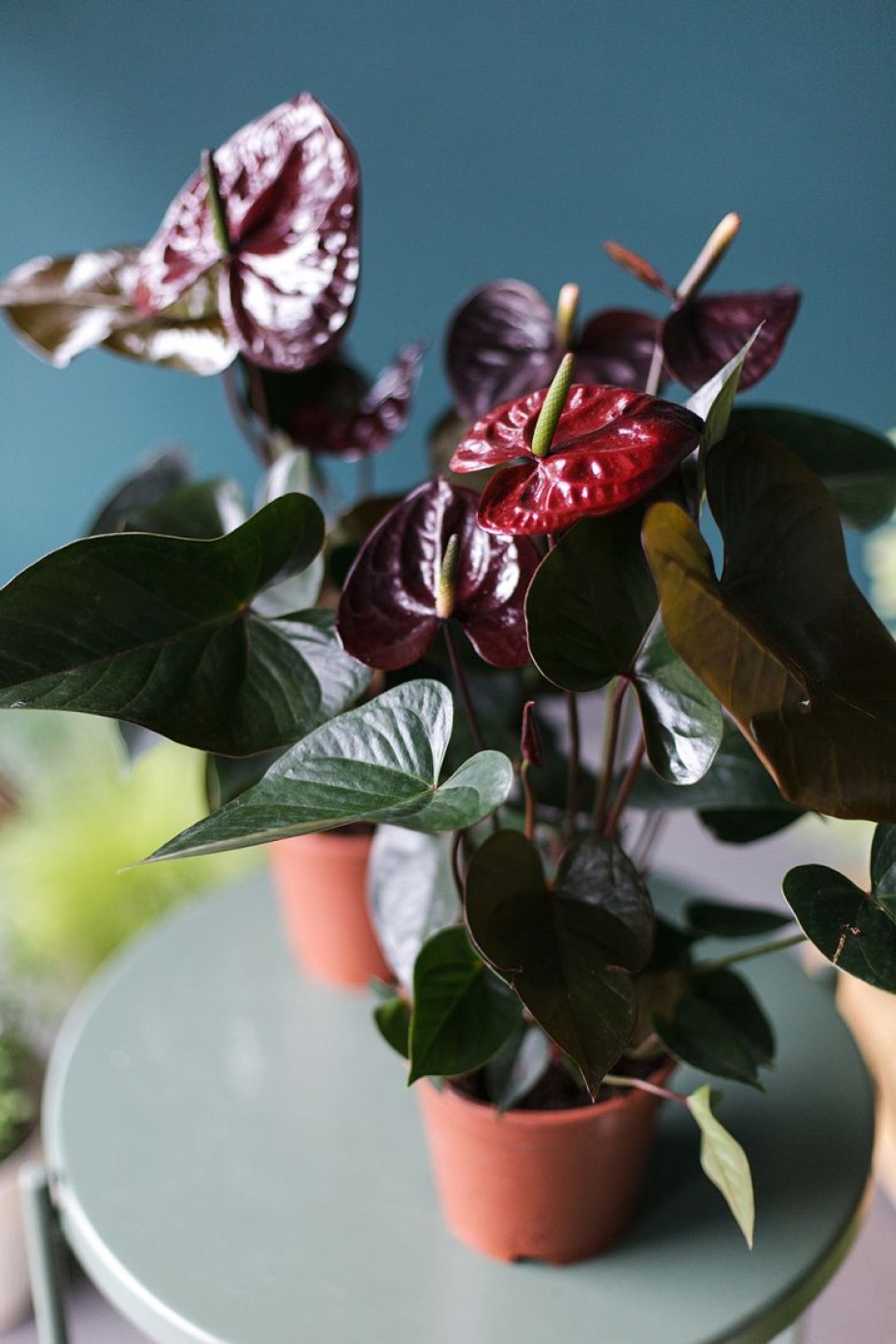 Антуриум бордовый (Anthurium) 70 см - с доставкой по Минску