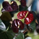 Антуриум бордовый (Anthurium) 70 см - с добавлением зелени - миниатюра 