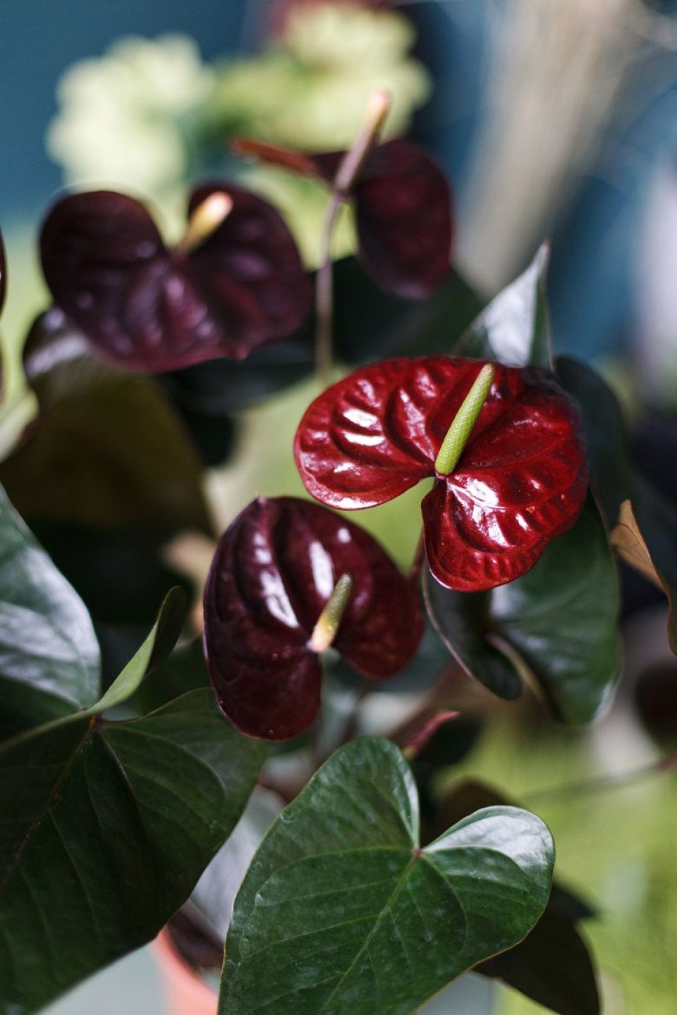 Антуриум бордовый (Anthurium) 70 см - с добавлением зелени