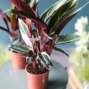 Строманта Триостар (Stromantha Triostar) 50 см - миниатюра