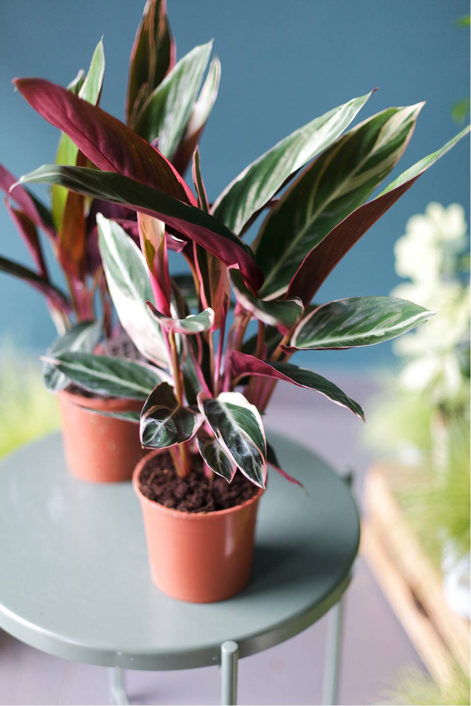 Строманта Триостар (Stromantha Triostar) 50 см