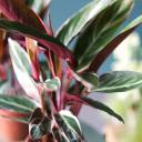 Строманта Триостар (Stromantha Triostar) 50 см - быстрая доставка в Минске - миниатюра