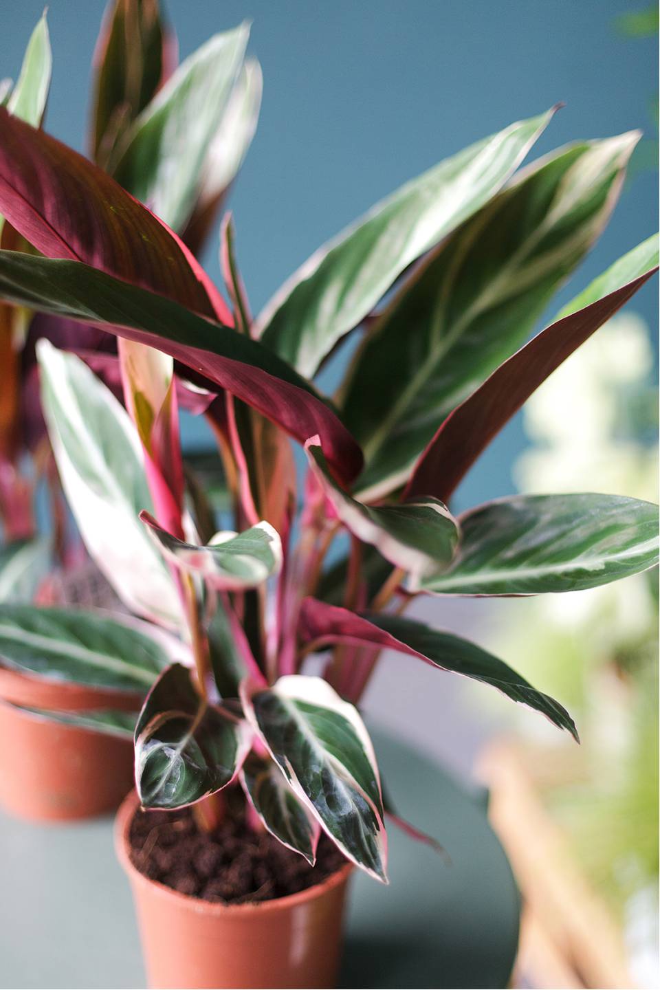 Строманта Триостар (Stromantha Triostar) 50 см - быстрая доставка в Минске