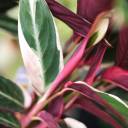 Строманта Триостар (Stromantha Triostar) 50 см - подарочное оформление - миниатюра