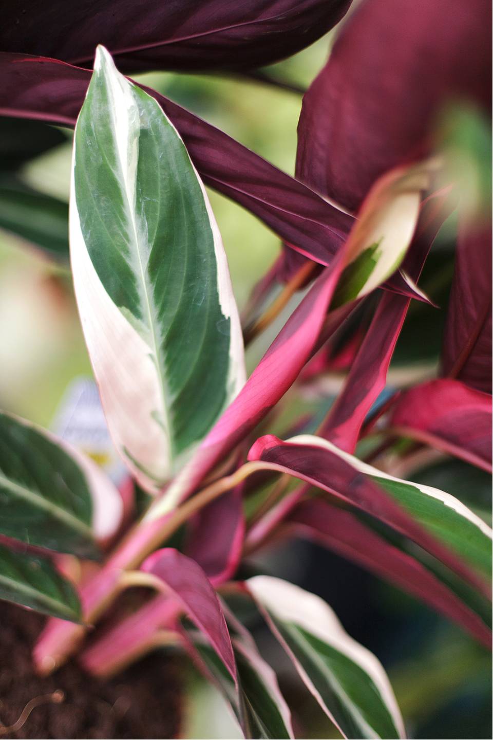 Строманта Триостар (Stromantha Triostar) 50 см - подарочное оформление