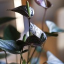 Антуриум Блэк Лав (Anthurium) 70 см - миниатюра