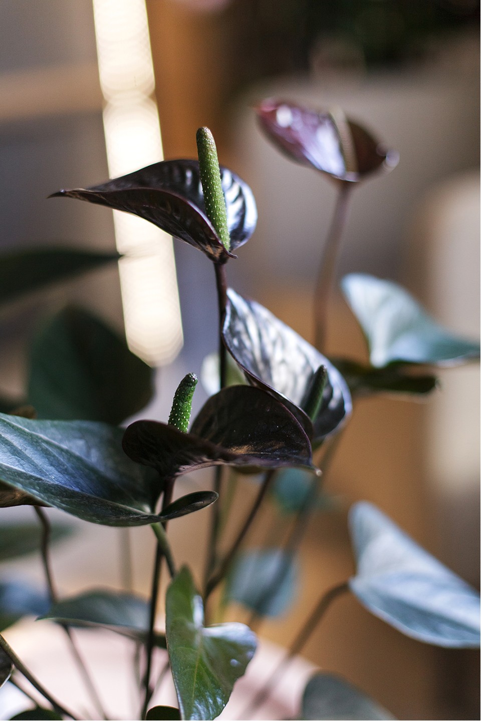 Антуриум Блэк Лав (Anthurium) 70 см