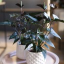 Антуриум Блэк Лав (Anthurium) 70 см - с доставкой по Минску - миниатюра