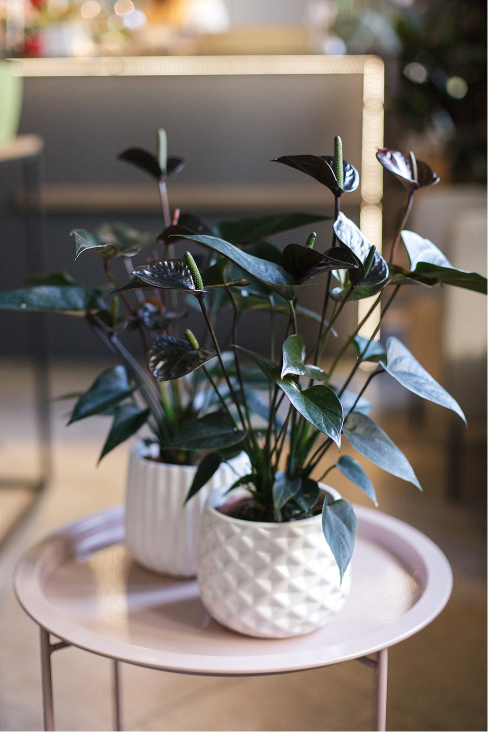 Антуриум Блэк Лав (Anthurium) 70 см - с доставкой по Минску