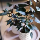 Антуриум Блэк Лав (Anthurium) 70 см - с добавлением зелени - миниатюра 