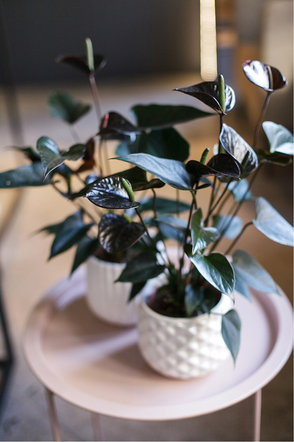 Антуриум Блэк Лав (Anthurium) 70 см - с добавлением зелени