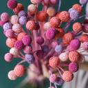 Краспедия крашенная - с доставкой по Минску - миниатюра