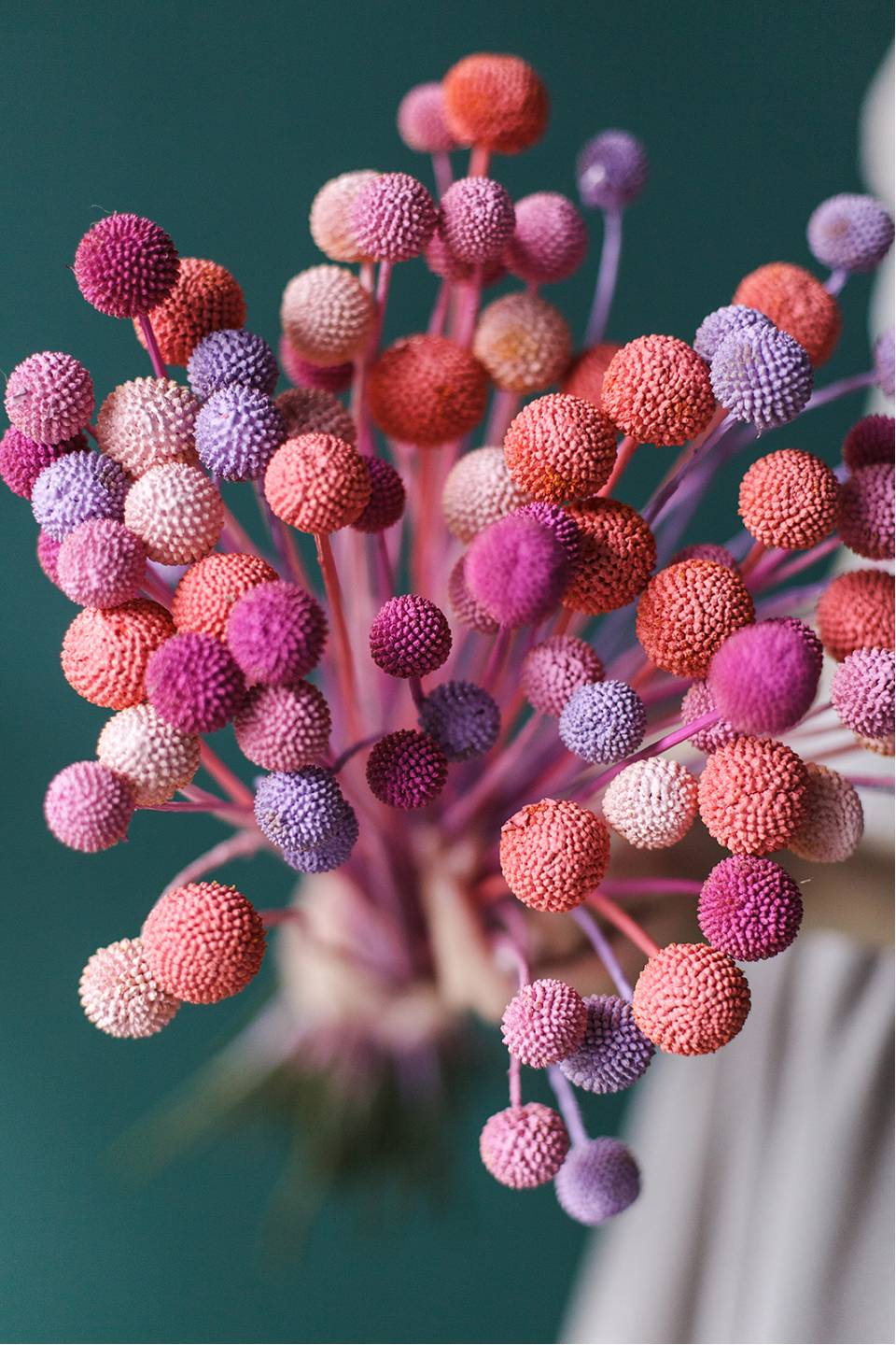 Краспедия крашенная - с доставкой по Минску