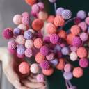 Краспедия крашенная - с добавлением зелени - миниатюра 