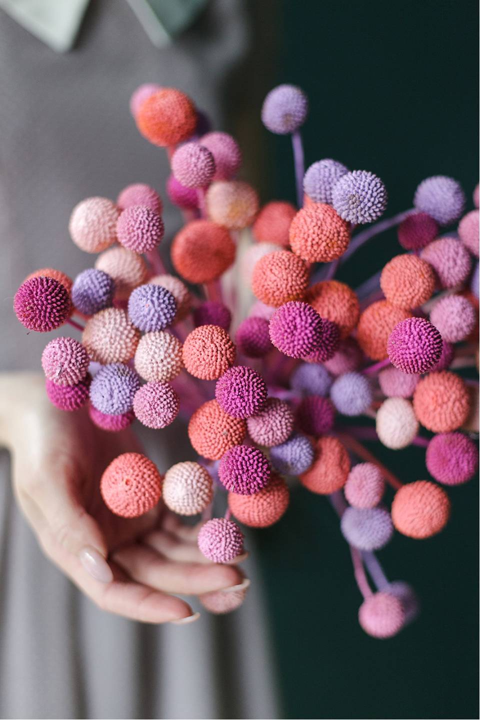 Краспедия крашенная - с добавлением зелени