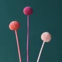 Краспедия крашенная - миниатюра