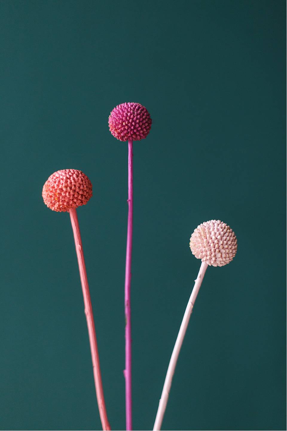 Краспедия крашенная