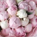 Букет пионовСаблино - с доставкой по Минску - миниатюра