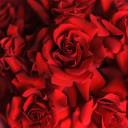 Букет из красных французских роз Виктори - подарочное оформление - миниатюра