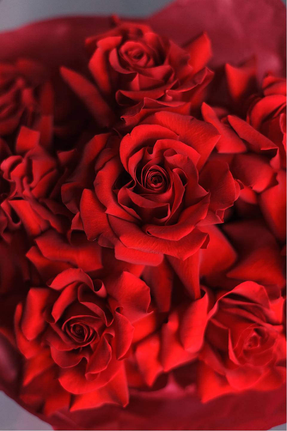 Букет из красных французских роз Виктори - подарочное оформление