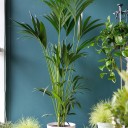 Ховея (Howea) - миниатюра