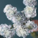 Гвоздика Пастэль Блэк - с доставкой по Минску - миниатюра