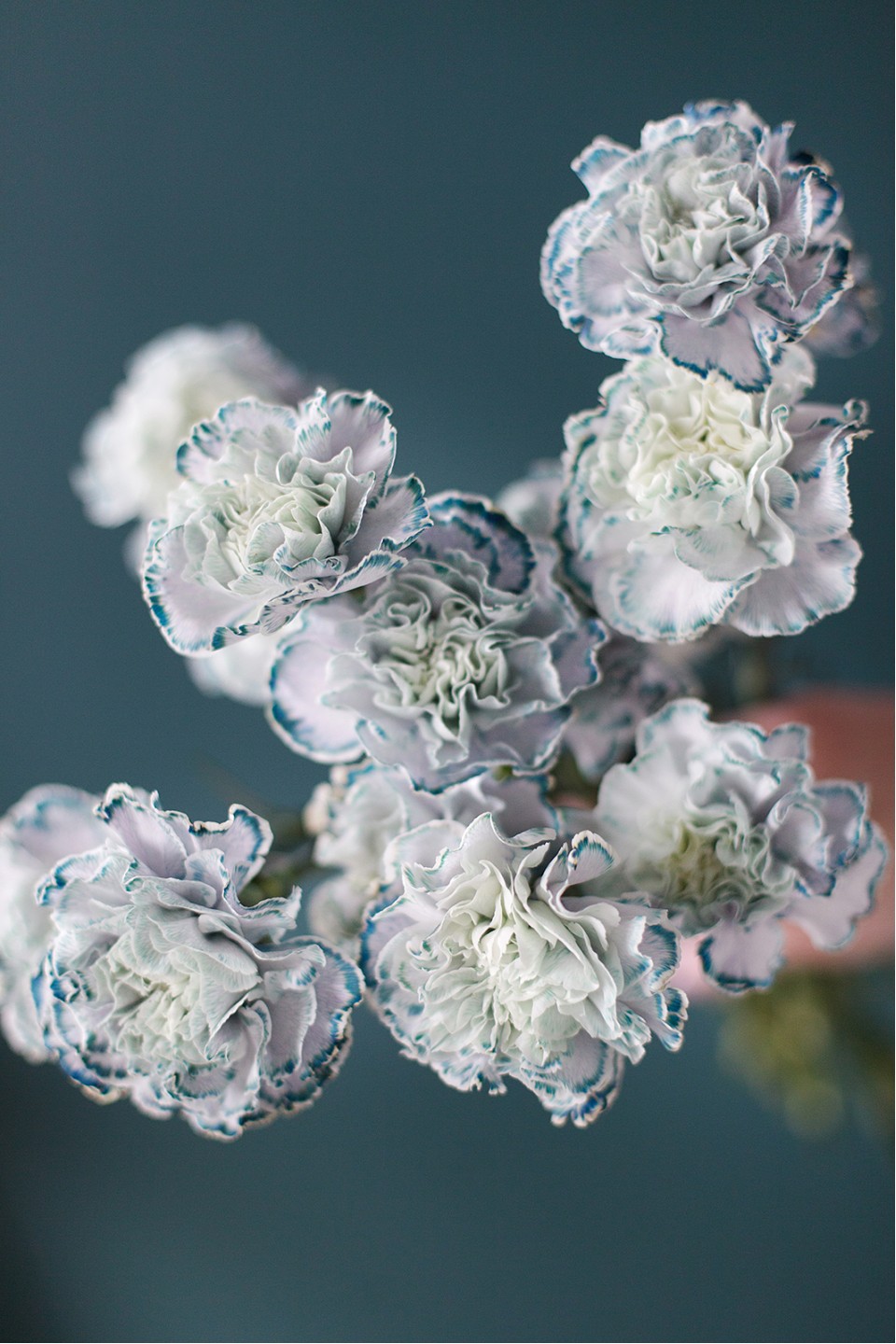 Гвоздика Пастэль Блэк - с доставкой по Минску