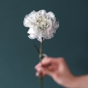 Гвоздика Пастэль Блэк - миниатюра