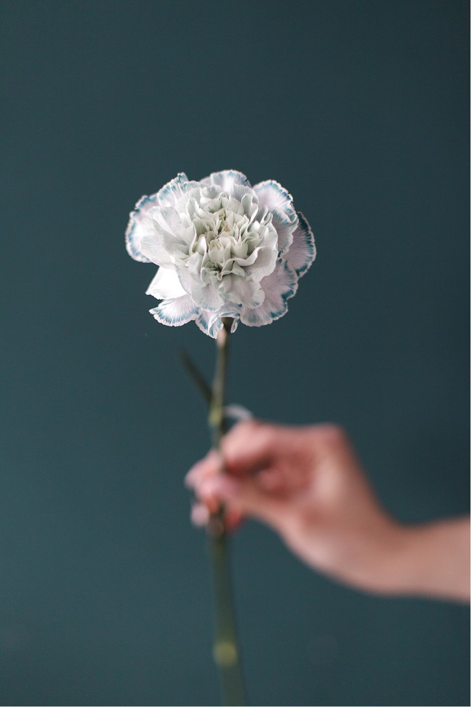 Гвоздика Пастэль Блэк