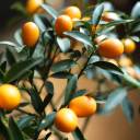 Кумкват (Fortunella) - подарочное оформление - миниатюра