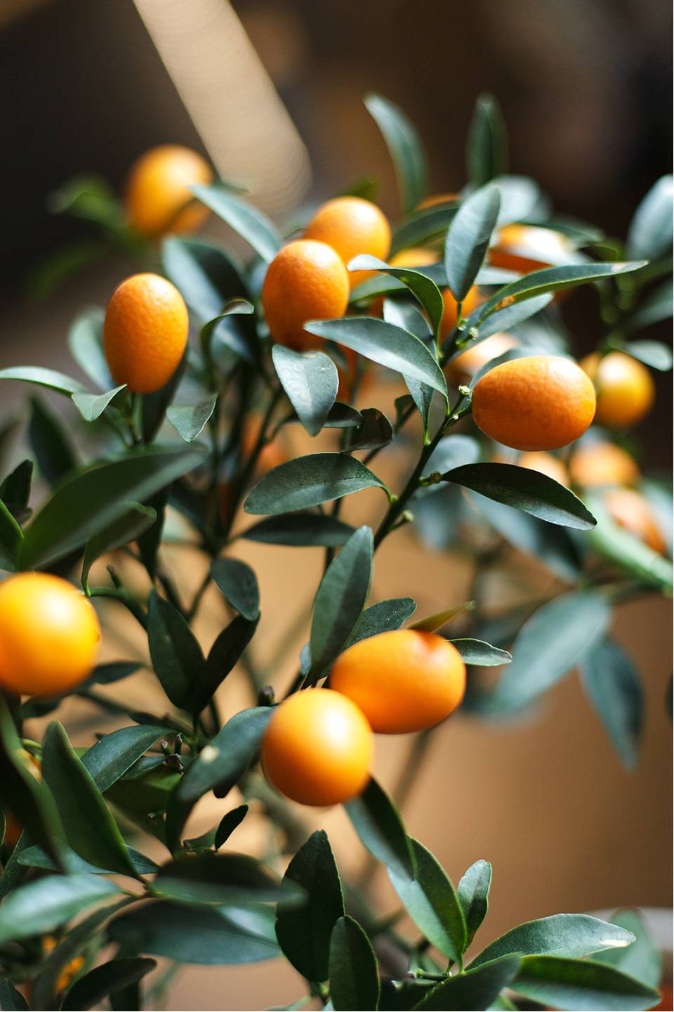 Кумкват (Fortunella) - подарочное оформление