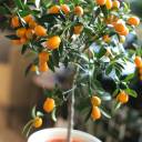 Кумкват (Fortunella) - быстрая доставка в Минске - миниатюра